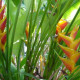 Helikonie - Heliconia aemygdiana - prodej semen - 5 ks