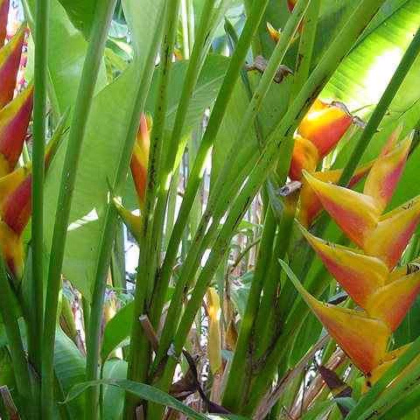 Helikonie - Heliconia aemygdiana - prodej semen - 5 ks
