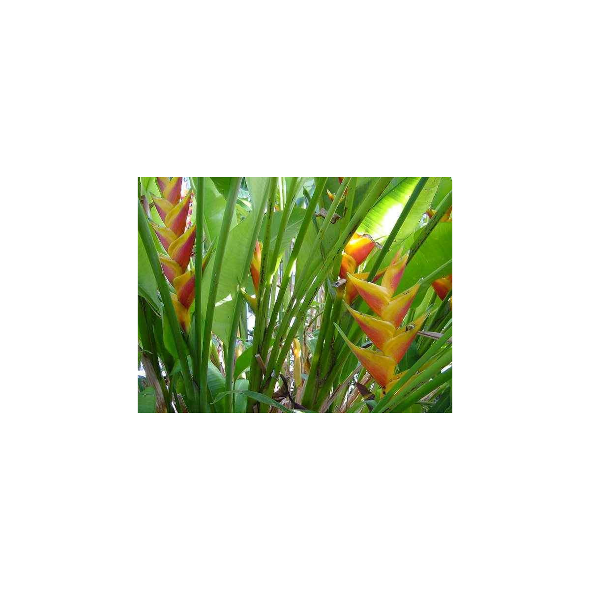 Helikonie - Heliconia aemygdiana - prodej semen - 5 ks