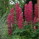Vlčí bob červený - Lupina mnoholistá - Lupinus polyphyllus - semena vlčího bobu - 30 ks