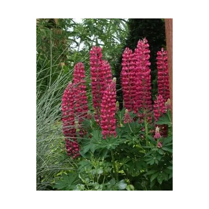 Vlčí bob červený - Lupina mnoholistá - Lupinus polyphyllus - semena vlčího bobu - 30 ks
