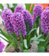 Hyacint Miss Saigon - Hyacinthus - prodej cibulovin - 1 ks