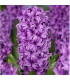 Hyacint Miss Saigon - Hyacinthus - prodej cibulovin - 1 ks