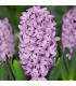 Hyacint Splendid Cornelia - Hyacinthus - prodej cibulovin - 1 ks