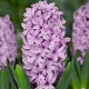 Hyacint Splendid Cornelia - Hyacinthus - prodej cibulovin - 1 ks