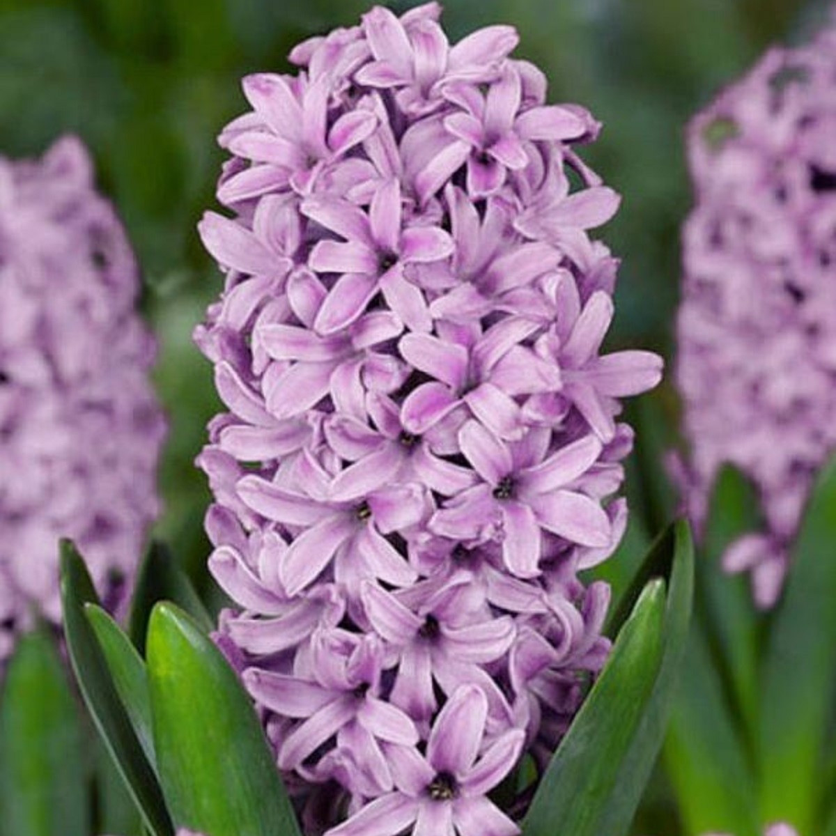 Hyacint Splendid Cornelia - Hyacinthus - prodej cibulovin - 1 ks