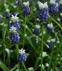 Modřenec Touch of snow - Muscari armeniaca - prodej cibulovin - 5 ks