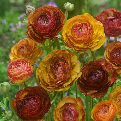 Pryskyřník plnokvětý Picotee café - Ranunculus asiaticus - prodej cibulovin - 3 ks