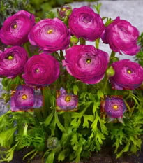 Pryskyřník plnokvětý fialový - Ranunculus asiaticus - prodej cibulovin - 3 ks