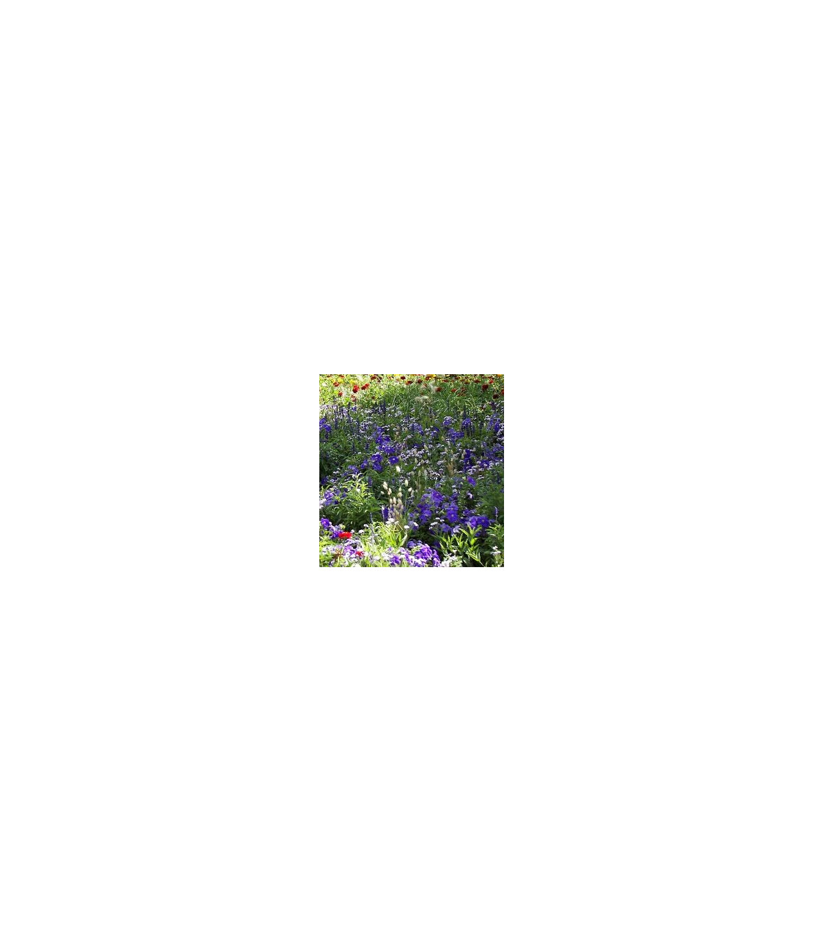 Letničky Zahradní sen v modrém - směs - prodej semen - 0,9 g