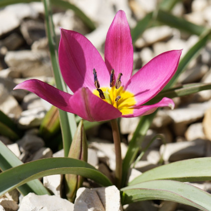 Tulipán Eastern Star pulchella - Tulipa - prodej cibulovin - 3 ks
