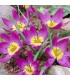 Tulipán Eastern Star pulchella - Tulipa - prodej cibulovin - 3 ks