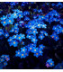 Pomněnka alpská temně modrá - Myosotis alpestris - prodej semen - 130 ks