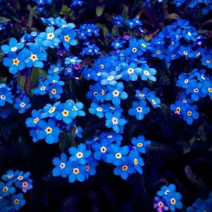 Pomněnka alpská modrá - Myosotis alpestris - prodej semen - 130 ks