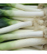 Pór zimní Carentan - Allium porrum - prodej semen - 200 ks