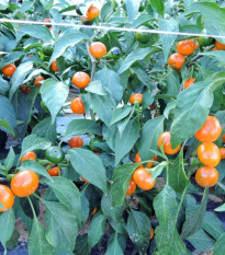 Chilli Korál oranžové - Capsicum annuum - prodej semen - 15 ks