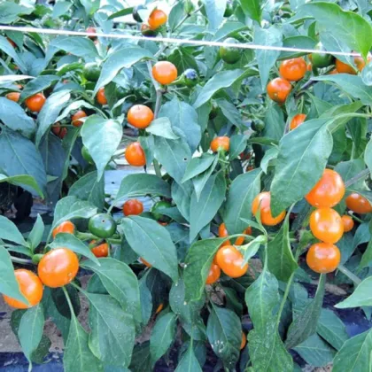 Chilli Korál oranžové - Capsicum annuum - prodej semen - 15 ks