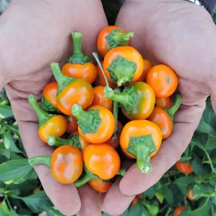 Chilli Korál oranžové - Capsicum annuum - prodej semen - 15 ks