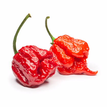Chilli 7 Pot Primo - Capsicum chinense - prodej semen – 6 ks