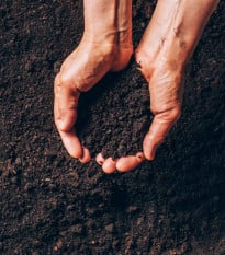 Speciální substrát pro borůvky a brusinky - prodej substrátů - 100 g