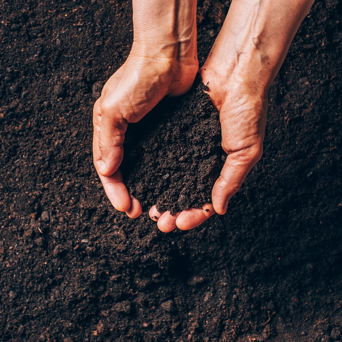 Speciální substrát pro borůvky a brusinky - prodej substrátů - 100 g