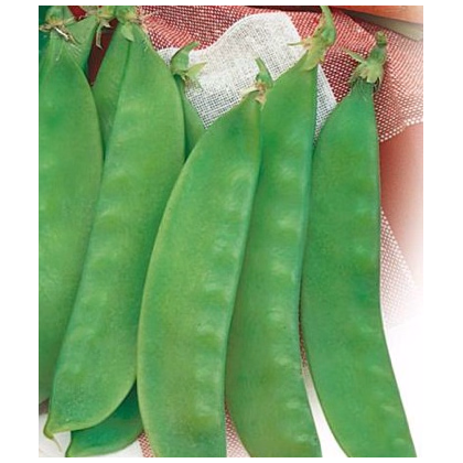 Hrách cukrový - Oregon - Pisum sativum - semena hrášku - 60 ks