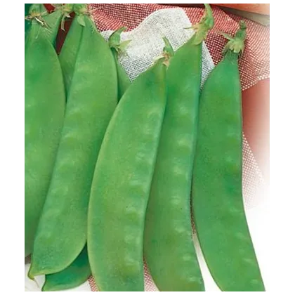 Hrách cukrový - Oregon - Pisum sativum - semena hrášku - 60 ks