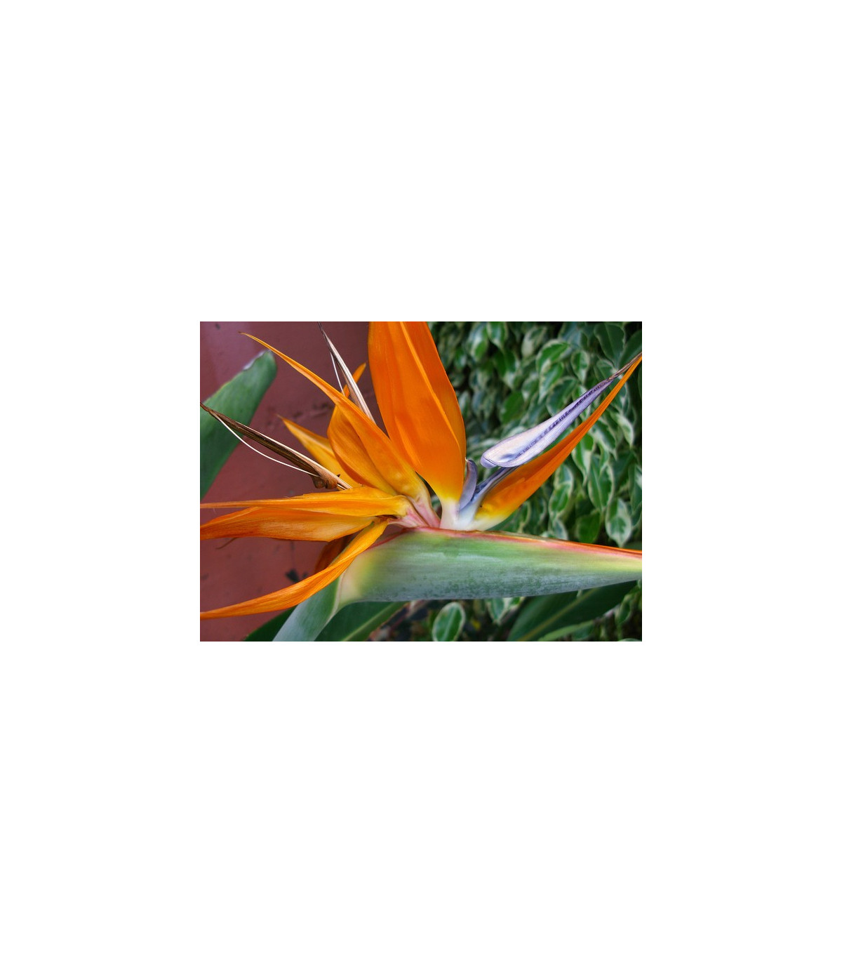Strlície královská - rostlina Strelitzia reginae - prodej semen - 2 ks