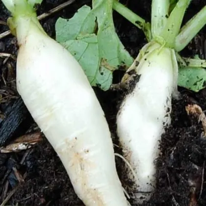 Ředkev bílá delikatesa - prodej semen ředkve - 60 ks