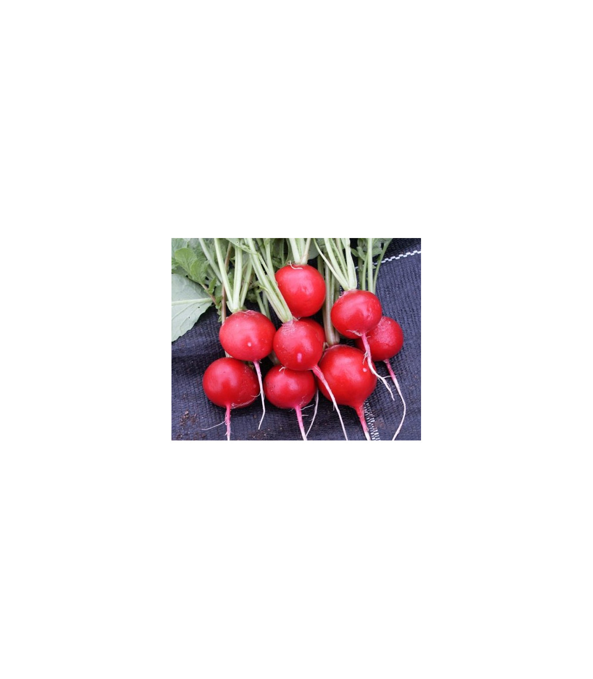 Ředkvička červená kulatá - Carnita - prodej semen ředkvičky -
