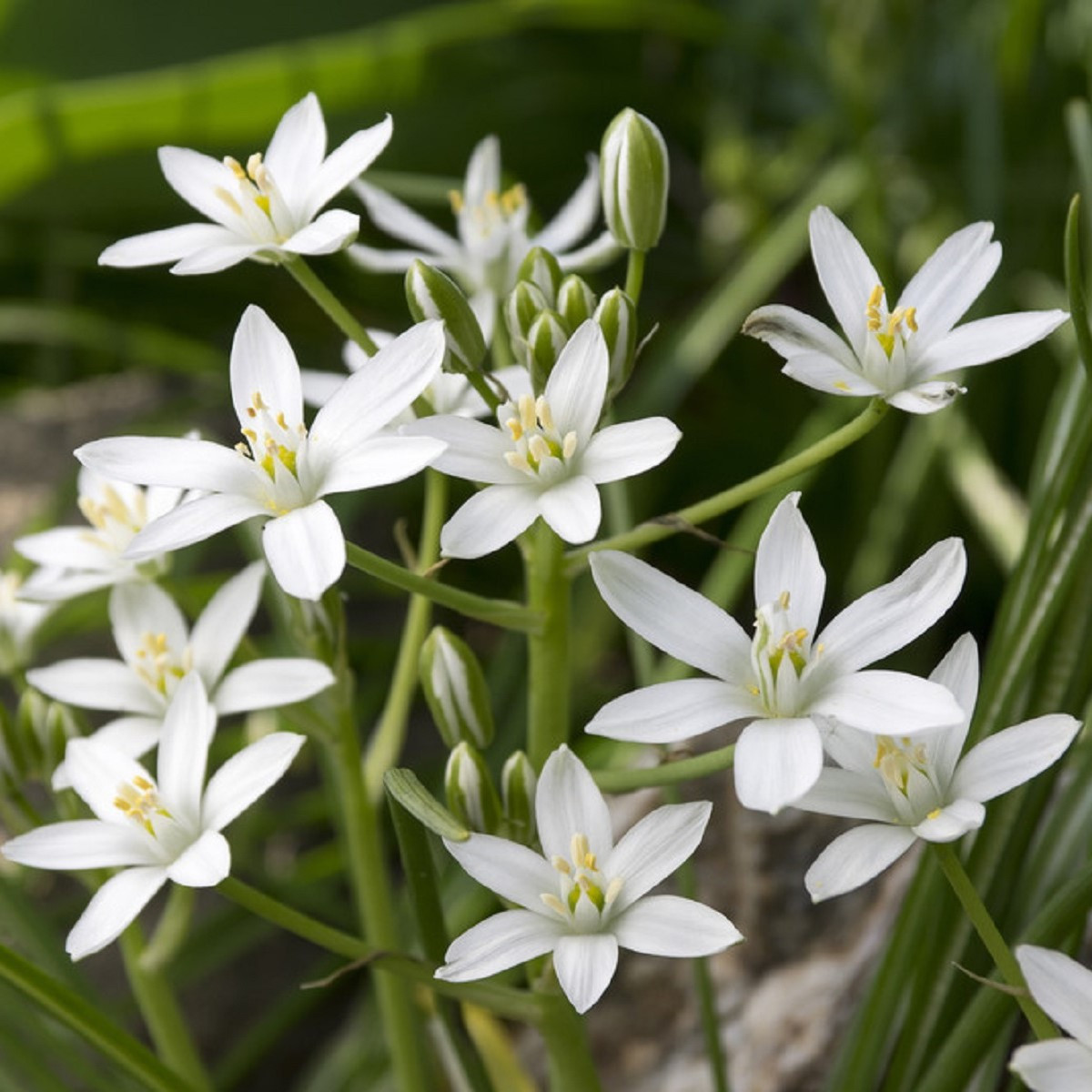 Snědek - Ornithogalum umbellatum - prodej cibulovin - 3 ks