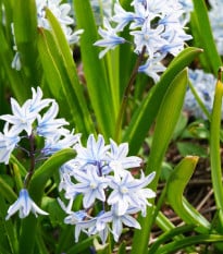 Puškinie ladoňkovitá - Puschkinia libanotica - prodej cibulovin - 6 ks