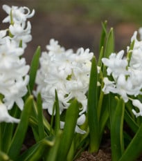 Hyacint White pearl - Hyacintus - prodej cibulovin - 1 ks