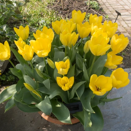 Tulipán Yellow Purissima – Tulipa – cibuloviny – prodej tulipánů