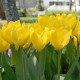 Tulipán Yellow Purissima - Tulipa - prodej cibulovin - 3 ks