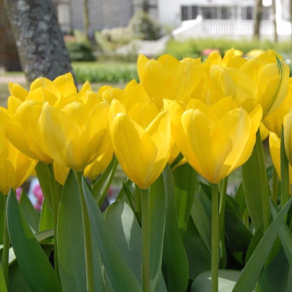 Tulipán Yellow Purissima - Tulipa - prodej cibulovin - 3 ks