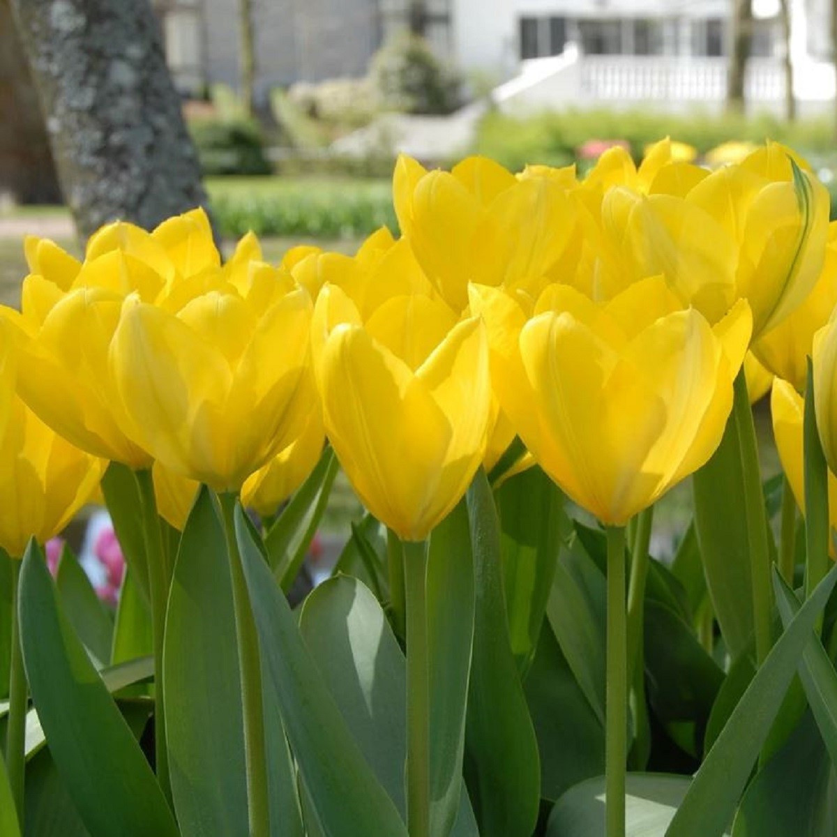 Tulipán Yellow Purissima - Tulipa - prodej cibulovin - 3 ks