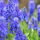 Modřenec arménský - Muscari armeniacum - prodej cibulovin - 5 ks