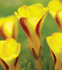 Šťavel dvoubarevný Golden Cape - Oxalis - prodej cibulovin - 1 ks