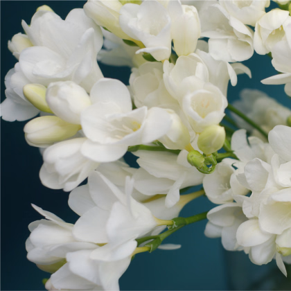 Frézie plnokvětá bílá - Freesia - prodej cibulovin - 3 ks