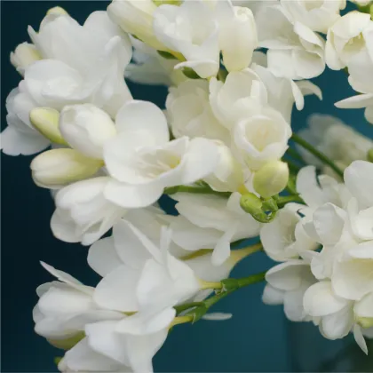 Frézie plnokvětá bílá - Freesia - prodej cibulovin - 3 ks