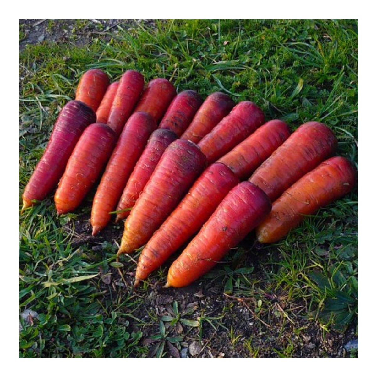 BIO Mrkev raná Rouge Sang - Daucus carota - prodej bio semen - 200 ks