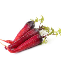 BIO Mrkev raná Rouge Sang - Daucus carota - prodej bio semen - 200 ks