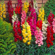 Hledík největší směs barev - Antirrhinum maximum - prodej semen - 400 ks