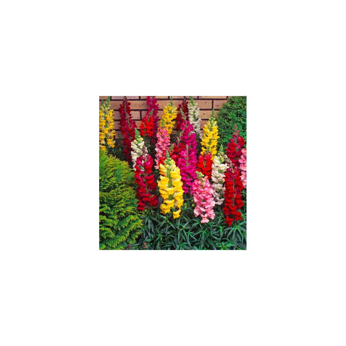 Hledík největší směs barev - Antirrhinum maximum - prodej semen - 400 ks