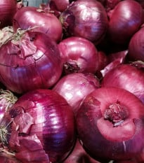 Cibule sazečka zimní Rote Winter - Allium cepa - prodej cibulovin - 50 ks