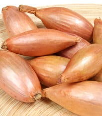 Cibule šalotka zimní Griselle - Allium cepa var. ascalonicum - prodej cibulek - 4 ks