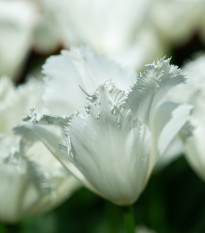 Tulipán White Parrot - Tulipa parrot - prodej cibulovin - 3 ks