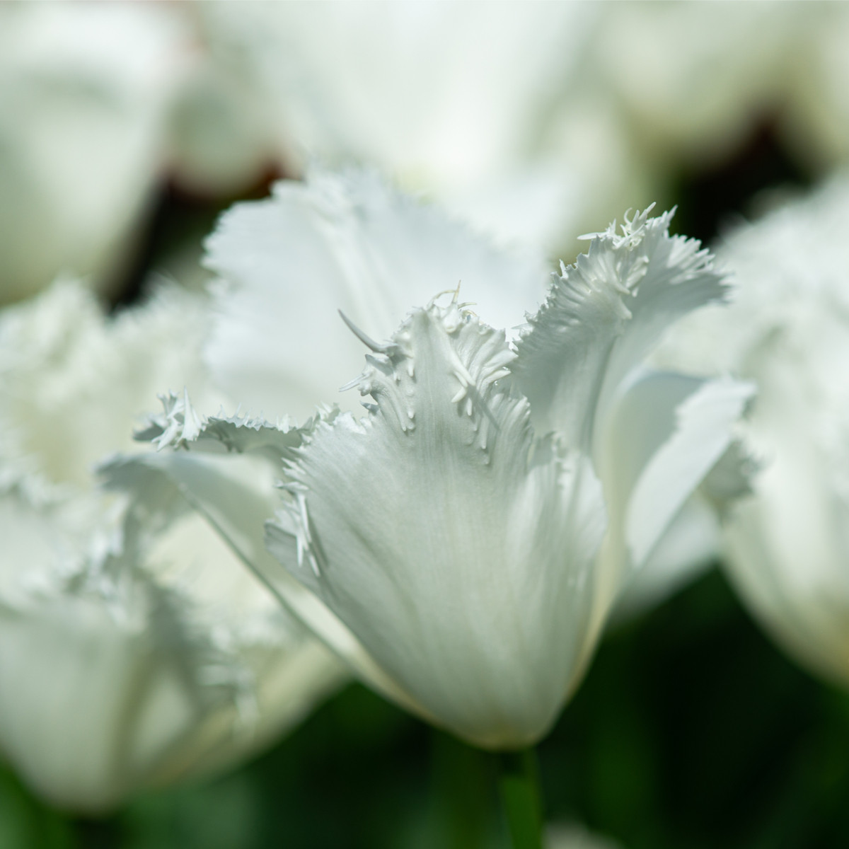 Tulipán White Parrot - Tulipa parrot - prodej cibulovin - 3 ks