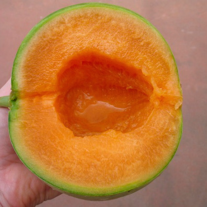 Meloun Cantaloupe - prodej semen melounu - 5 ks